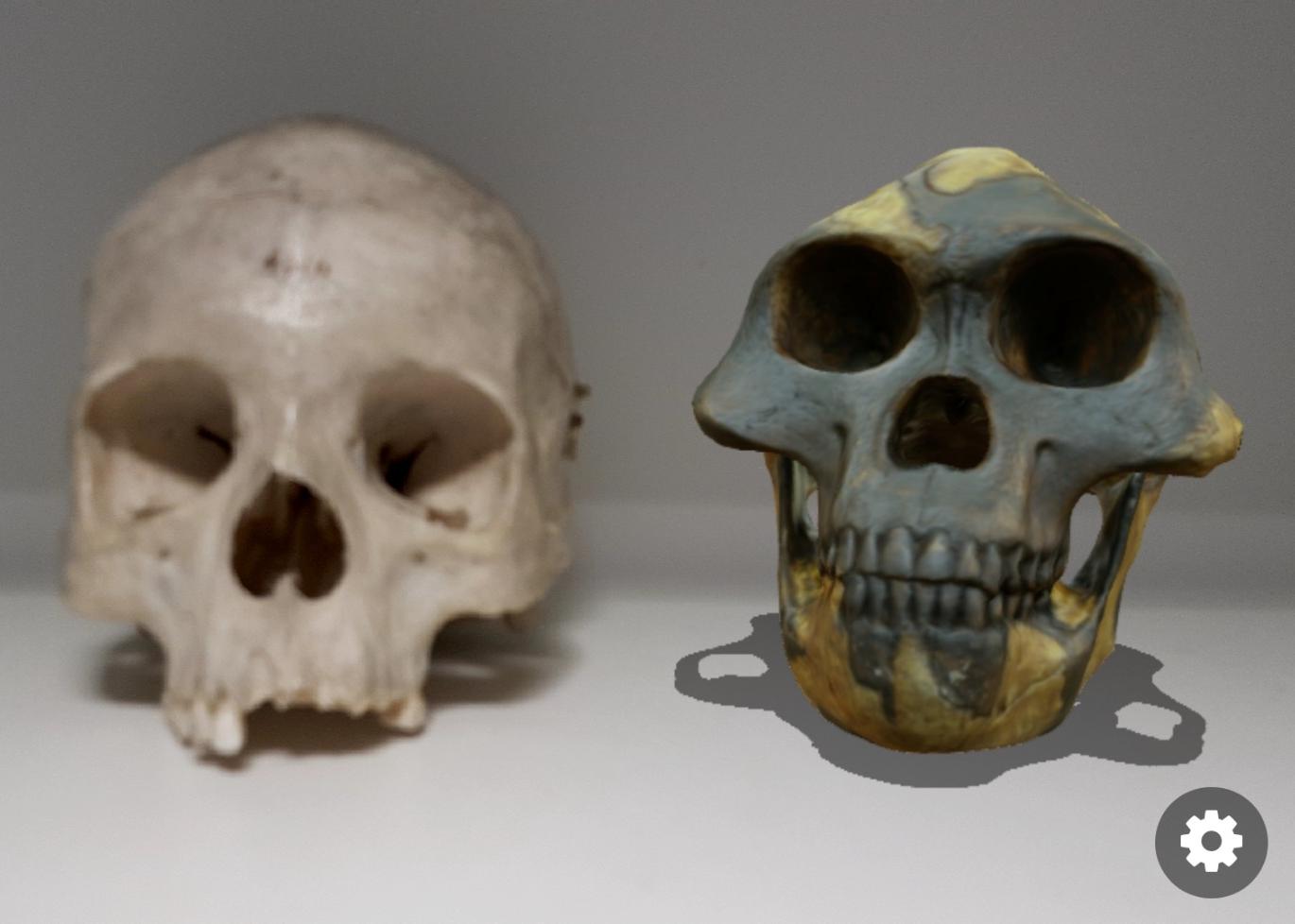 physical and
virtual skulls side-by-side